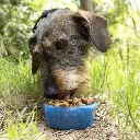 bouteille-avec-distributeur-d-eau-et-d-aliments-pour-animaux-2-en-1-pettap-innovagoods_135351 (2).webp
