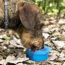 bouteille-avec-distributeur-d-eau-et-d-aliments-pour-animaux-2-en-1-pettap-innovagoods_135351 (3).webp